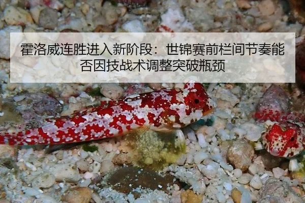 霍洛威连胜进入新阶段：世锦赛前栏间节奏能否因技战术调整突破瓶颈